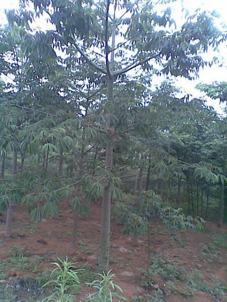 供應菩提榕袋苗5公分、菩提榕哪里有、5公分菩提榕哪里有