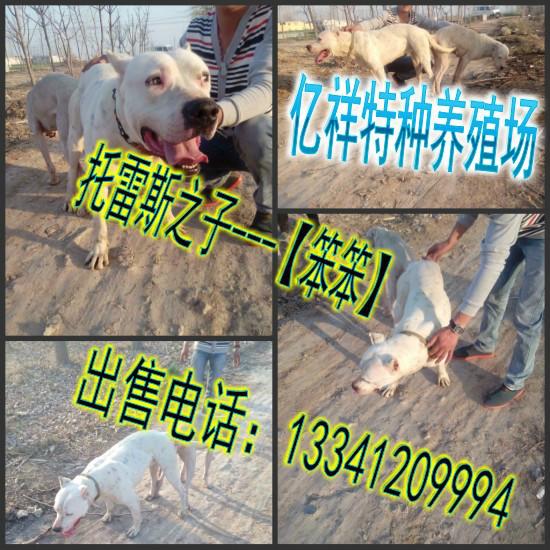 杜高犬价格供应哪里有卖杜高犬的，杜高犬价格，杜高犬养殖场