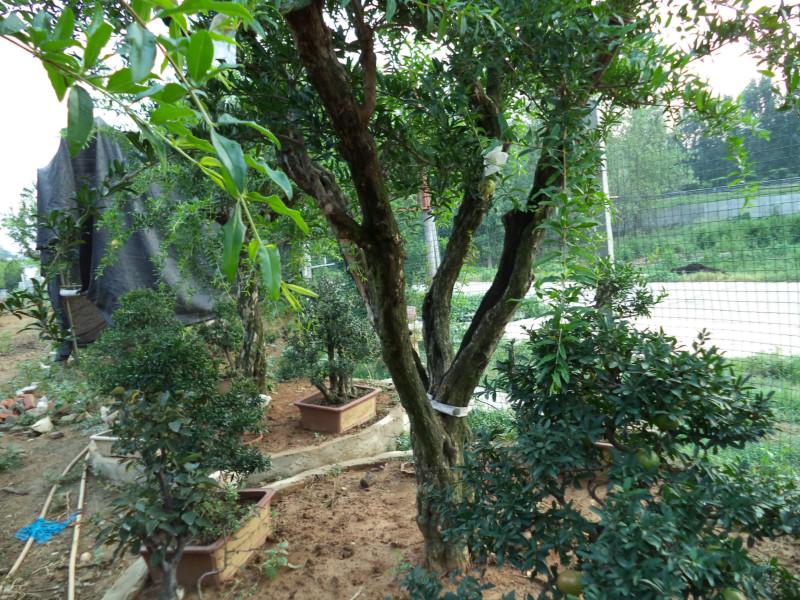 供應(yīng)安徽蚌埠石榴樹苗