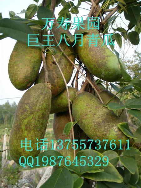 供應(yīng)中華圣果種子 八月瓜種子三葉木通種子批發(fā)八月瓜種植技術(shù)