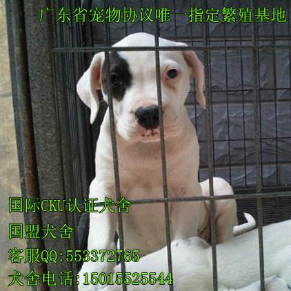 广州哪里有卖杜高犬图片