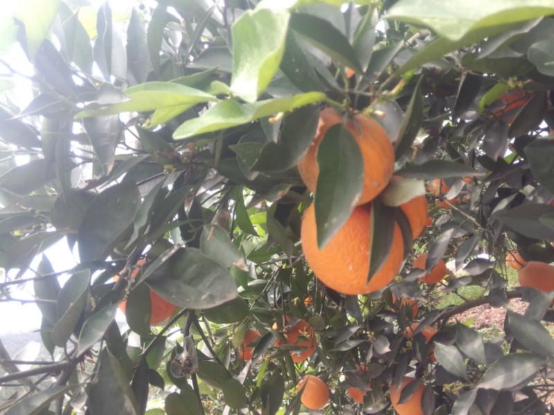 供應(yīng)湖北秭歸長紅臍橙，湖北長虹臍橙批發(fā)商，長虹臍橙批發(fā)價(jià)