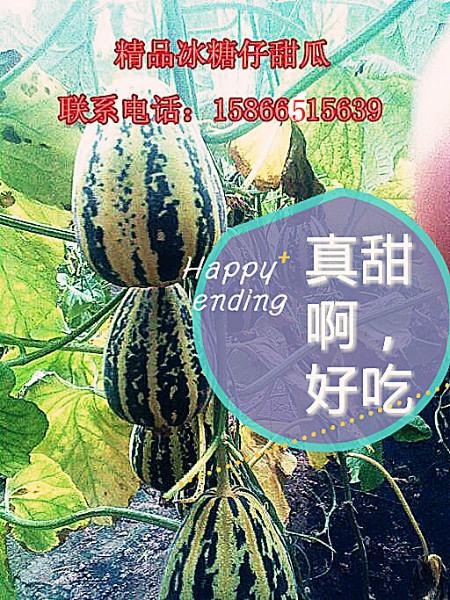 供應(yīng)山東濰坊甜瓜產(chǎn)地