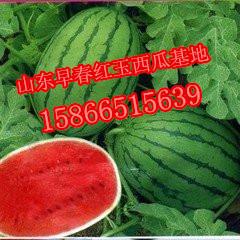 供應(yīng)山東濰坊寒亭西瓜早春紅玉西瓜