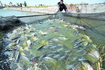 供應(yīng)白洋淀蝦籠供應(yīng)，白洋淀蝦籠供應(yīng)價(jià)格，白洋淀蝦籠供應(yīng)廠家