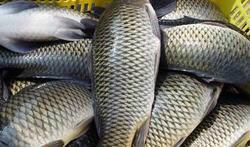 供應河北保定鯽魚苗*批發(fā)，鯉魚苗，草魚苗，白鰱魚，花魚