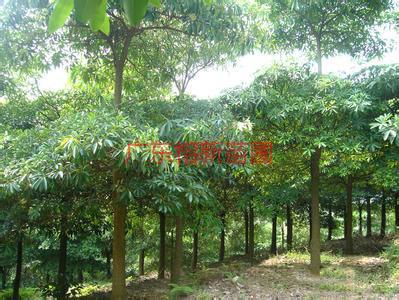 供應(yīng)糖膠樹種植園，糖膠樹價格，糖膠樹價錢。