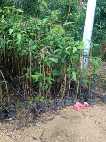 供應(yīng)芒果樹銷售基地、各種規(guī)格芒果樹、芒果樹價格13592927945