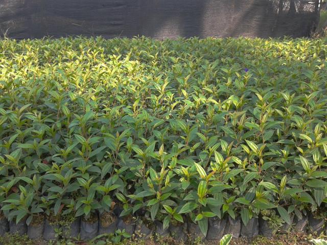 供應(yīng)哪里的野牡丹小苗*、野牡丹小苗一顆多少錢