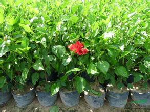 供應(yīng)大紅花小苗哪里*，大紅花小苗廣東普寧最多