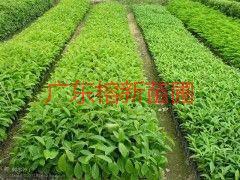 供應(yīng)秋楓小苗，秋楓小苗供應(yīng)商，秋楓小苗批發(fā)地13592927945