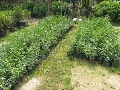 供應(yīng)九里香小苗哪里*、廣東普寧九里香小苗批發(fā)基地