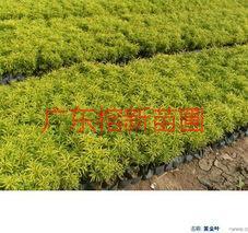 供應(yīng)哪里的黃金葉小苗*-哪里有黃金葉小苗賣-咨詢揭陽榕新苗圃場