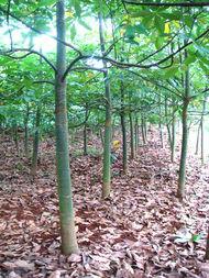 供應8公分美麗異木棉小苗，8公分美麗異木棉小苗價格