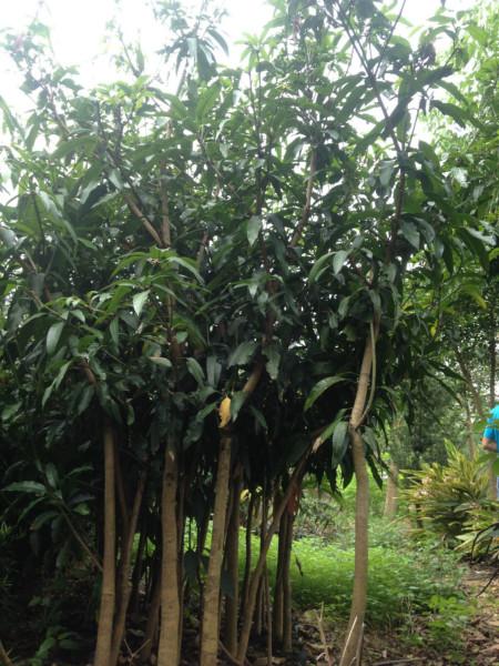 供應(yīng)芒果樹銷售基地、各種規(guī)格芒果樹、芒果樹價格13592927945