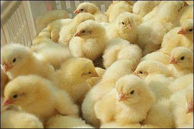 供應(yīng)蛋雞雞苗海蘭褐蛋雞苗