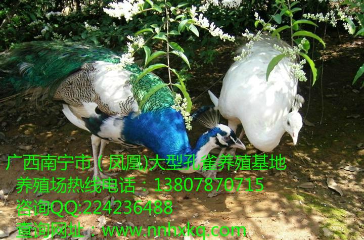 供應(yīng)梧州哪里有*賣，梧州*價(jià)格