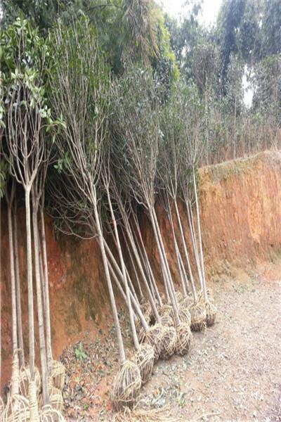 四川高杆银桂玉玲珑桂花介绍图片