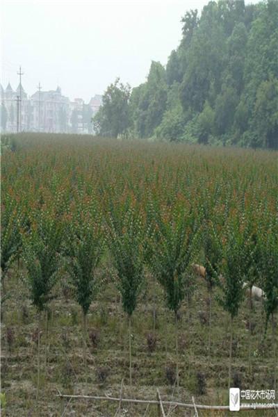 供应大红花紫薇高杆紫薇独杆紫薇，四川木色苗木种植基地