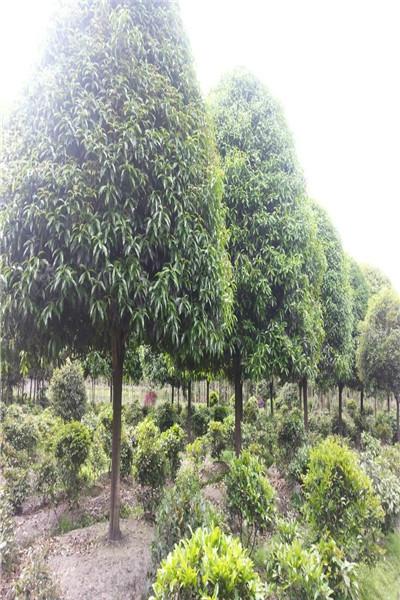 供应高杆桂花四川高杆桂花高杆桂花价格高杆桂花批发基地