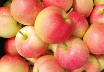 供應(yīng)紅富士蘋產(chǎn)地價(jià)格求購蘋果