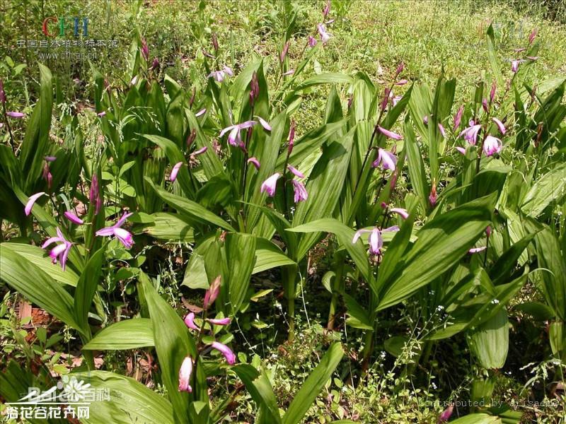供應用于收斂止血|內(nèi)外傷出血的四川白芨種苗收購價格    中藥白及