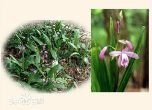 供应四川白及种子种苗批发︳四川白及种子种苗种植基地︳四川白及种苗批发