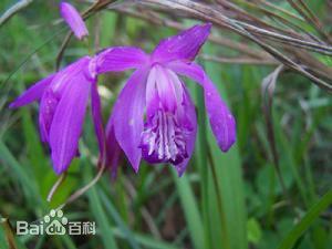 供應(yīng)成都白及種苗新苗批發(fā)︳成都白及種苗新苗供貨商報(bào)價(jià)