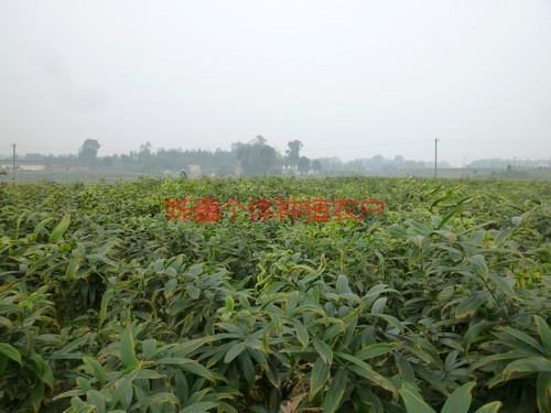 供應(yīng)四川黃精種苗_四川黃精種苗供貨商_四川黃精種苗種植戶