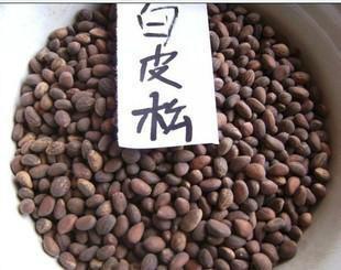 白皮松苗圖片/白皮松苗樣板圖 (4)