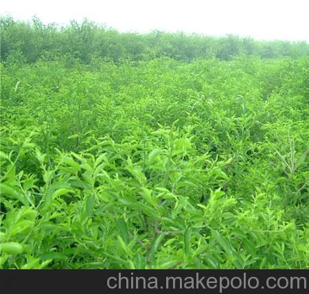 供應(yīng)山西絳縣山桃種植基地山桃苗