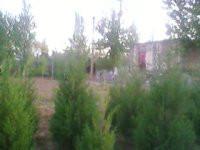 供應晉南*的檜柏繁育基地蜀快苗