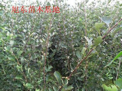 供應(yīng)絳縣中楊山楂苗基地山苗楂