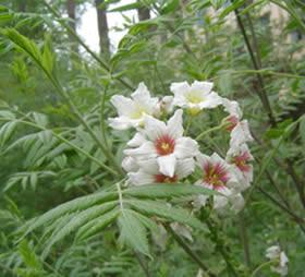 山西絳縣基地文冠果苗圖片