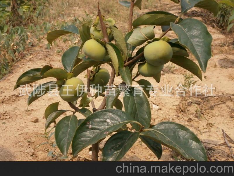 晉南柿子苗圖片/晉南柿子苗樣板圖 (3)