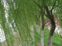 供應(yīng)山西柳樹(shù)苗基地柳樹(shù)苗