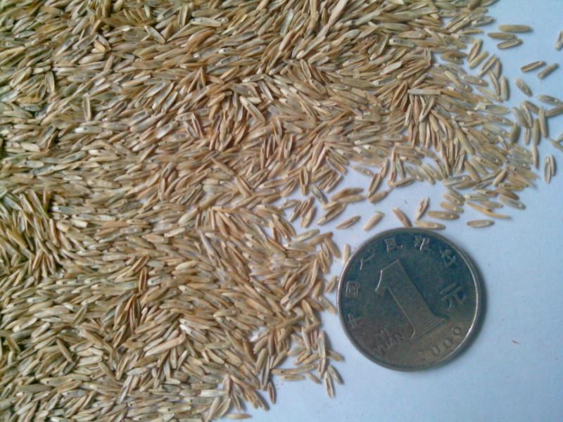 供應(yīng)四川綠化草種花種一年生黑麥草種子