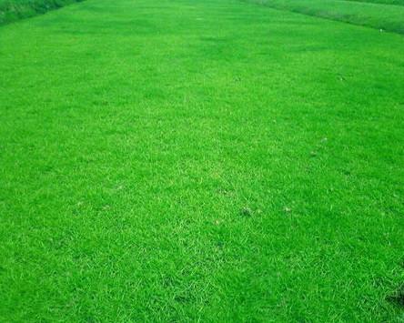 供應(yīng)批發(fā)四川成都綠化草種花種灌木種子中華結(jié)縷草草籽