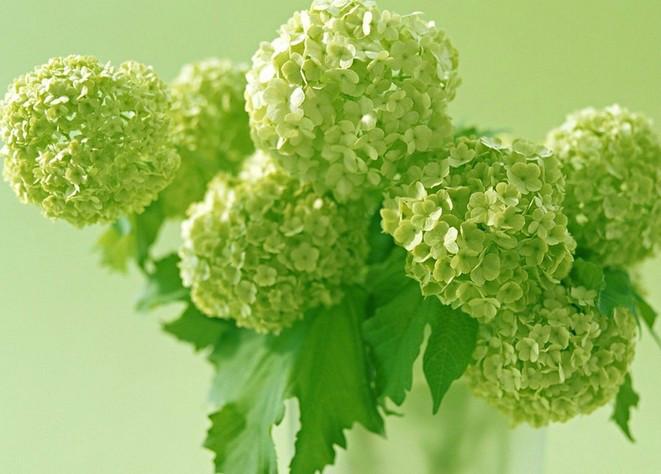 供應(yīng)荷蘭繡球花進(jìn)口報(bào)關(guān)鮮花報(bào)關(guān)公司