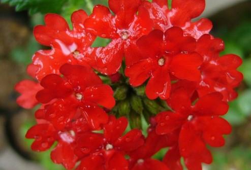 繡球花進(jìn)口報(bào)關(guān)公司鮮花進(jìn)口代理圖片