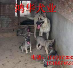 日本狼青犬什么价格图片