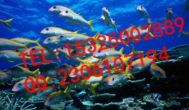 供應(yīng)促進(jìn)魚蝦飼料采食率誘食劑DMTCC-DMT01