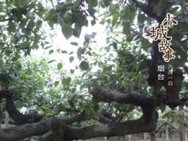 新高梨批發(fā)圖片
