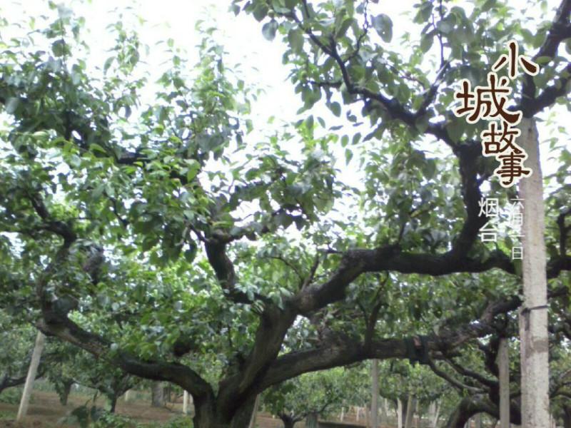 新高圖片/新高樣板圖 (2)