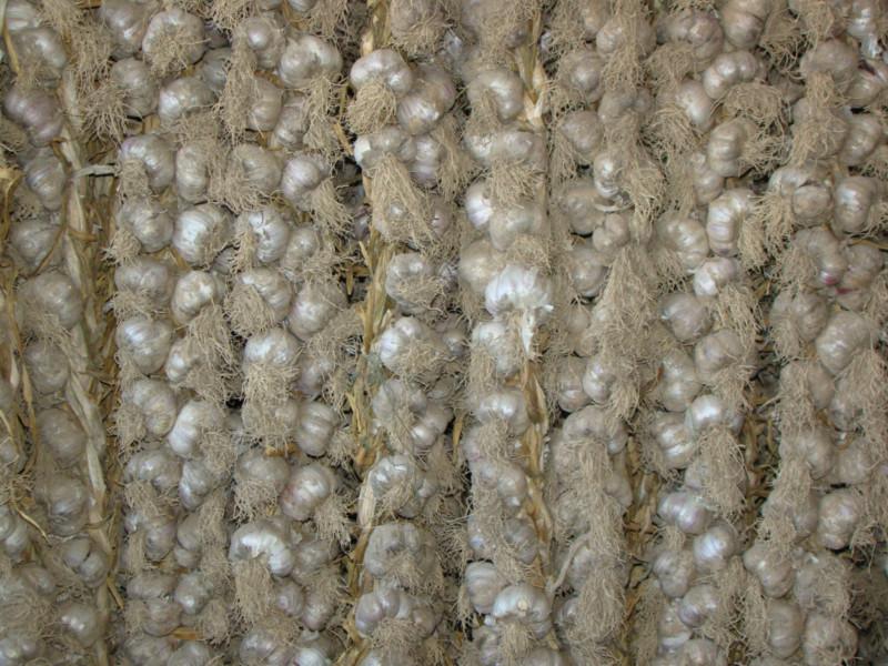 民樂紫皮大蒜圖片