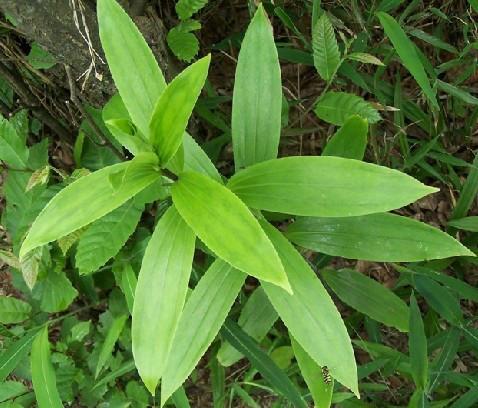 供應玉竹提取物10：1 廠家直銷，*惠、