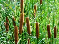 供應(yīng)吉首香蒲種植，如何種植香蒲，香蒲種苗供應(yīng)商，香蒲種植園