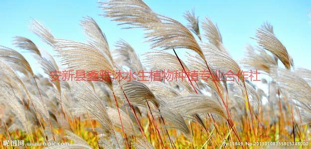 供應(yīng)西安種植蘆葦，種植睡蓮，種植草花，荷花種植，蘆葦種植技術(shù)與方法