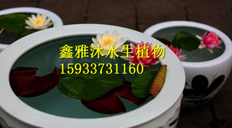 供應(yīng)集寧盆栽荷花廠家/荷花苗/蘆葦苗/香蒲苗/睡蓮苗/生態(tài)浮島制作/人工浮島制作/水生植物種苗/盆栽荷花/盆栽水生植物