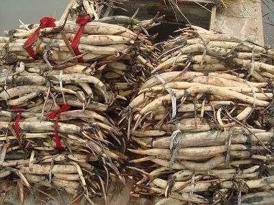 供應吉林荷花銷售，荷花種植方法，荷花銷售公司，荷花苗批發(fā)商